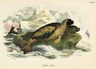 Harp-seal. - Antique Print from 1896