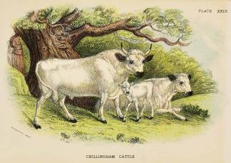 Chillingham cattle. - Antique Print from 1896