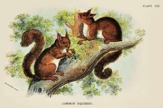 Common squirrel. - Antique Print from 1896