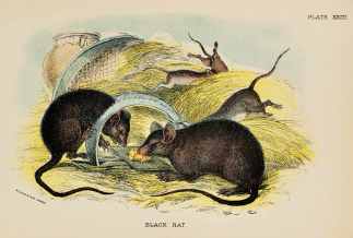 Black rat. - Antique Print from 1896