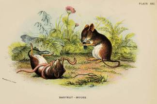 Haverst-mouse - Antique Print from 1896