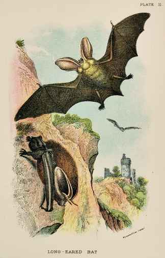 Long-eared bat - Antique Print from 1896