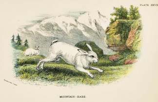 Mountain-hare. - Antique Print from 1896