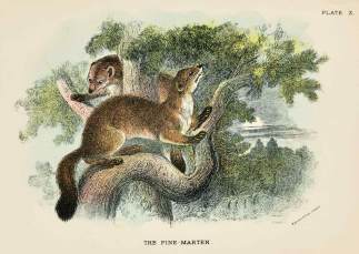 The pine-marten. - Antique Print from 1896