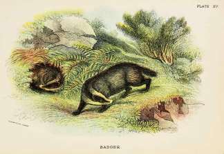 Badger - Antique Print from 1896