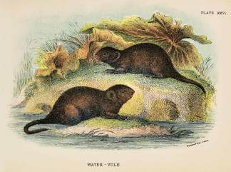 Water-vole. - Antique Print from 1896