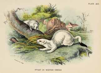 Stoat in winter dress. - Antique Print from 1896