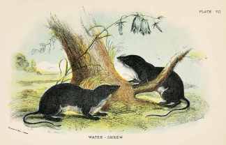 Water-shrew. - Antique Print from 1896
