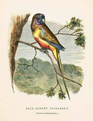Blue Bonnet Paarakeet. (Psittacus haemat… Australian