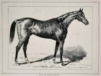 Malua: The Winner of the Cup. - Antique Print from 1884