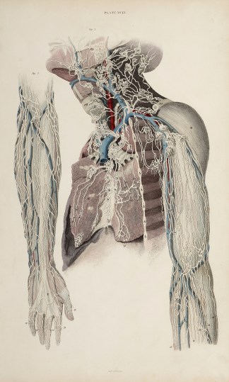[Lymphatic system of the neck, thorax an… Anatomical William Home Lizars