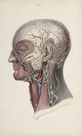 [VASCULAR] Lymphatic nodes and vessels of the head and neck