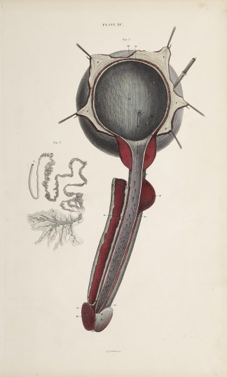[ORGANS] Bladder, urethra, penis; epidid… Anatomical William Home Lizars
