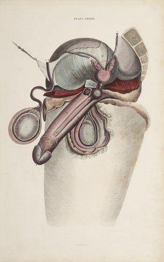 [ORGANS] Urogenital system, male Anatomical William Home Lizars
