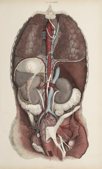 [VASCULAR] Dissection of the thorax, abd… Anatomical William Home Lizars
