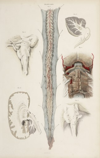 [BRAIN] Dissection of the brain and spin… Anatomical William Home Lizars