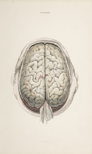 [BRAIN] Brain Anatomical William Home Lizars
