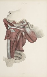 [MUSCLES] Muscles of the neck