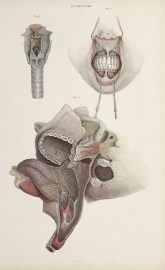 [MUSCLES] Dissection of the face and neck