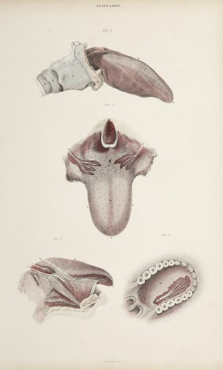 [NERVES] Tongue, palate and branches of … Anatomical William Home Lizars