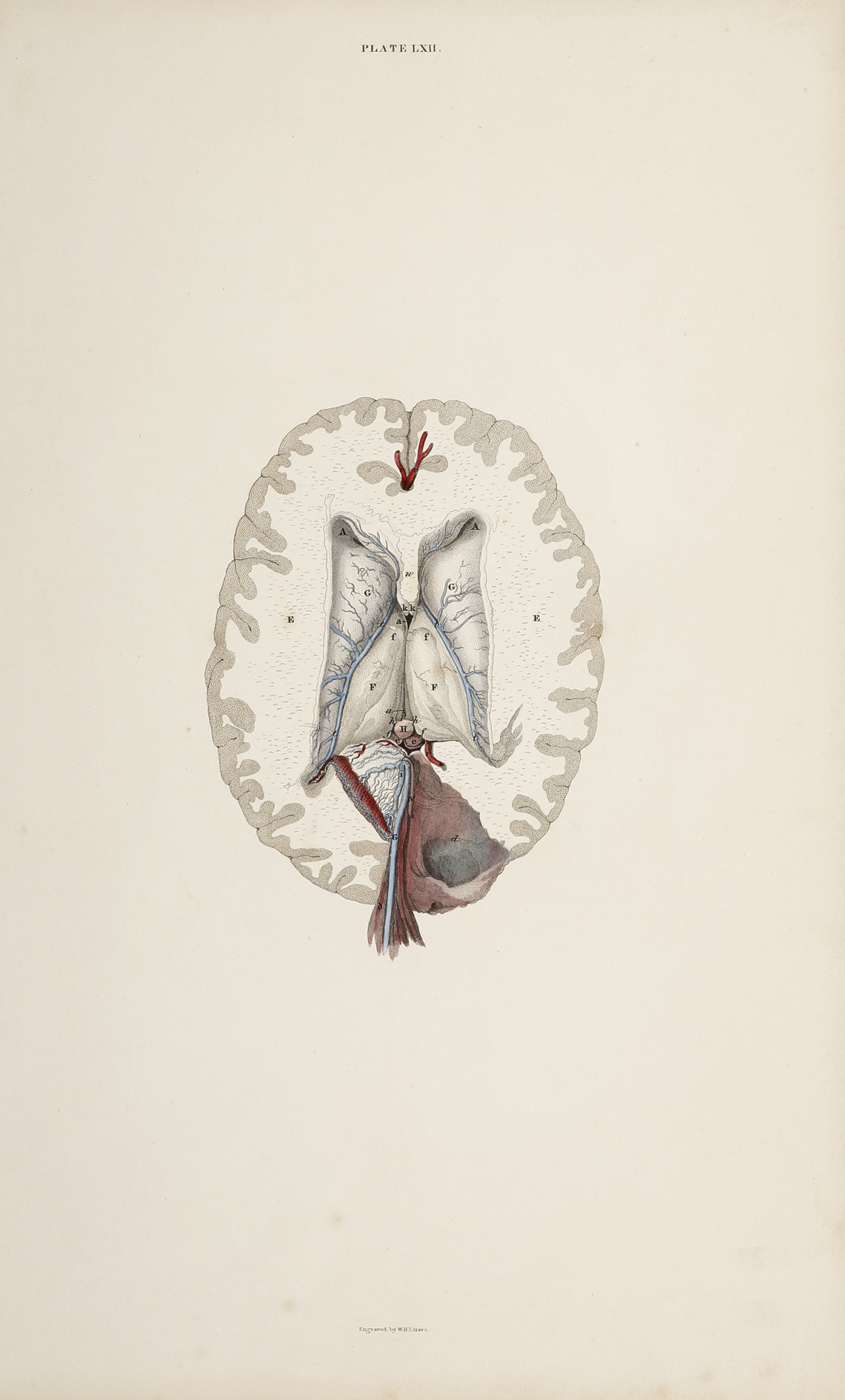 [BRAIN] Dissection of the brain - Antique Print from 1826