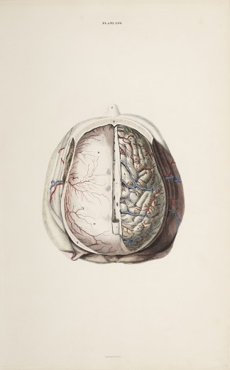 [BRAIN] Dissection of the brain Anatomical William Home Lizars