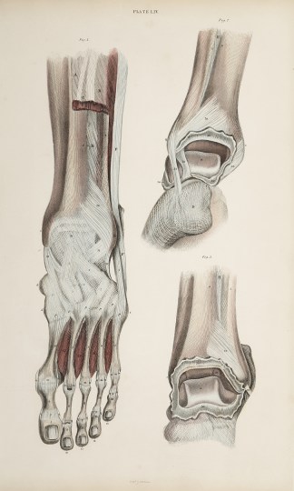 [MUSCLES] Dissection of lower leg and fo… Anatomical William Home Lizars
