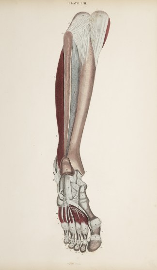 [MUSCLES] Dissection of lower leg and fo… Anatomical William Home Lizars