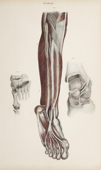 [MUSCLES] Dissection of lower leg and fo… Anatomical William Home Lizars