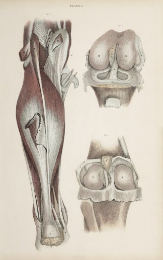 [MUSCLES] Dissection of the lower leg an… Anatomical William Home Lizars