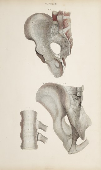 [BONES] Pelvic bones, thoracic and lumba… Anatomical William Home Lizars
