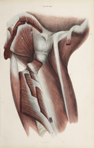 [MUSCLES] Dissection of the groin and th… Anatomical William Home Lizars