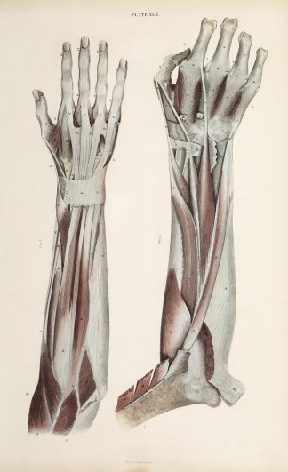 [MUSCLES] Dissection of the arm and hand… Anatomical William Home Lizars