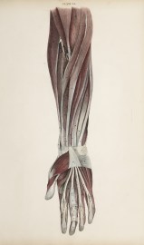 [MUSCLES] Dissection of the arm and hand.
