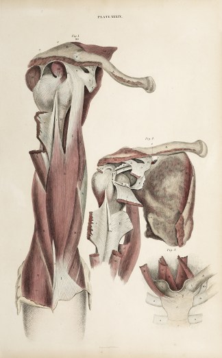 [MUSCLES] Dissection of the shoulder joi… Anatomical William Home Lizars