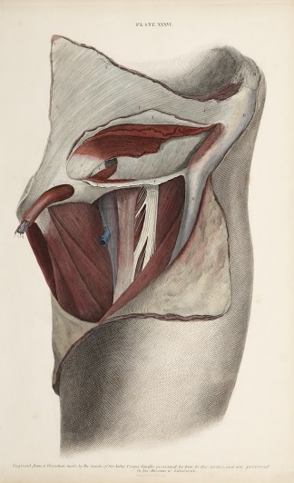 [MUSCLES] Dissection of the groin. Anatomical William Home Lizars