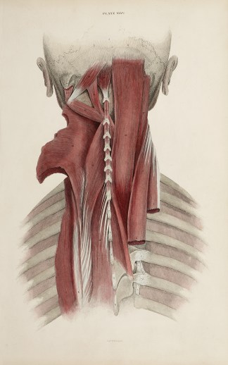 [MUSCLES] Muscles of the back of the nec… Anatomical William Home Lizars
