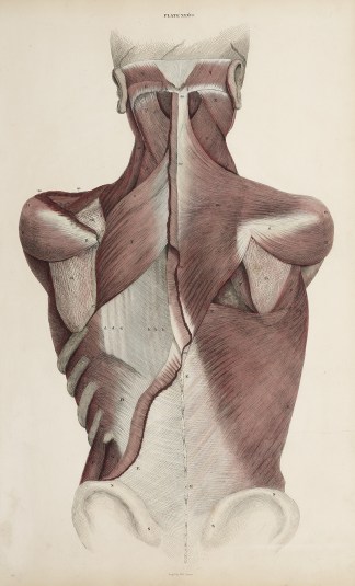 [MUSCLES] Muscles of the back. Anatomical William Home Lizars