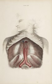 [MUSCLES] Dissection of the abdomen, diaphragm and aorta