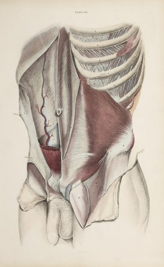 [MUSCLES] Muscles of the abdomen and tho… Anatomical William Home Lizars