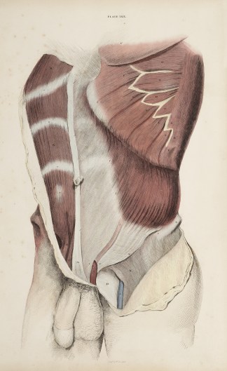 [MUSCLES] Abdominal muscles. Anatomical William Home Lizars