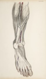 [VASCULAR] Dissection of the lower leg and foot.