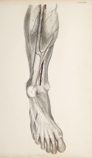[VASCULAR] Dissection of the lower leg and foot. Anatomical William Home Lizars