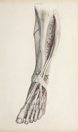 [VASCULAR] Dissection of the lower leg. Anatomical William Home Lizars