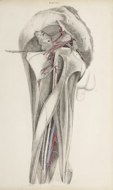 [VASCULAR] Dissection of the pelvis, buttocks and thigh.