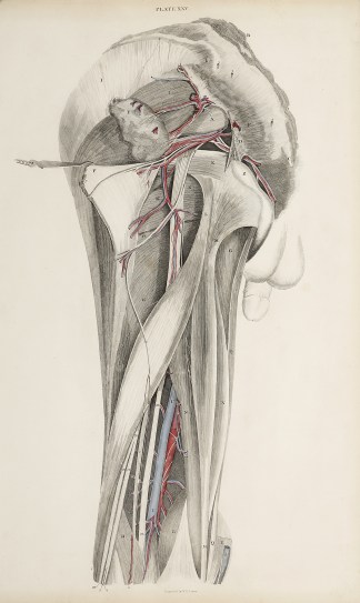 [VASCULAR] Dissection of the pelvis, but… Anatomical William Home Lizars
