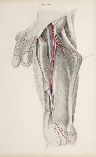 [VASCULAR] Dissection of the groin. Anatomical William Home Lizars