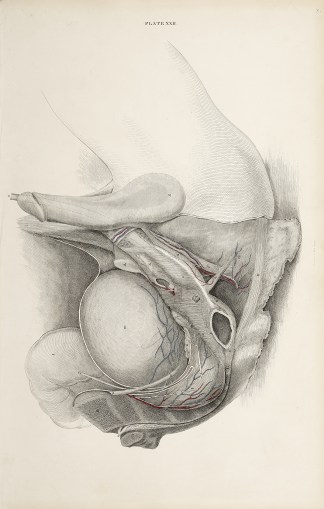 [VASCULAR] Dissection of the pelvis, uro… Anatomical William Home Lizars