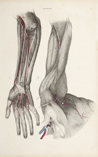 [VASCULAR] Dissection of the arm and han… Anatomical William Home Lizars