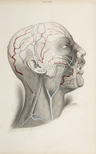 [VASCULAR] Dissection of the head and ne… Anatomical William Home Lizars